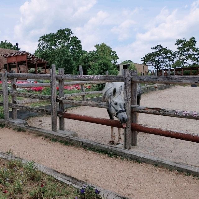 乗馬・給餌体験ができる！姫路セントラルパーク