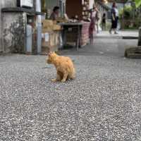 【台湾】猫好きにはたまらない、九份・十份行く途中に観光できる猴硐（ホウトン）