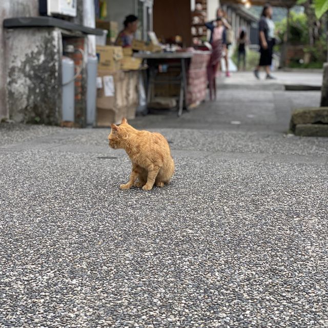 【台湾】猫好きにはたまらない、九份・十份行く途中に観光できる猴硐（ホウトン）