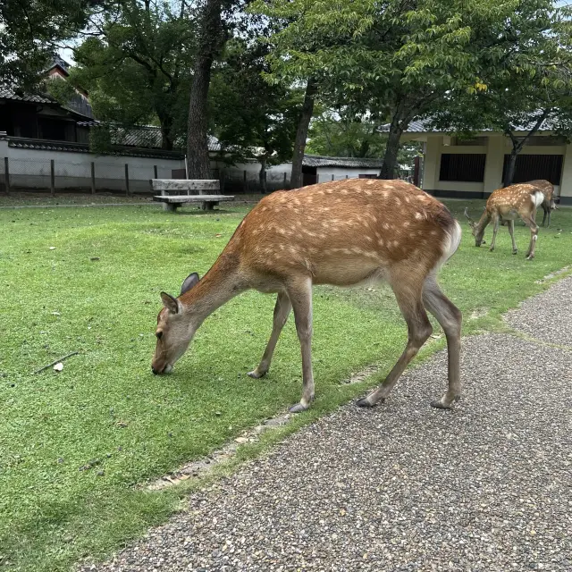 世界遺産を有する公園！奈良公園・東大寺