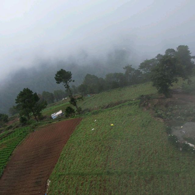 Rice Farm from Above