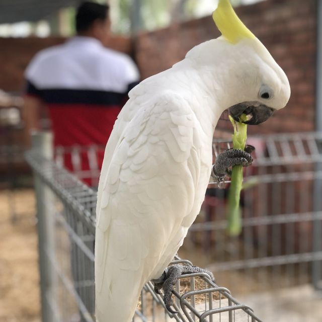 altTitle