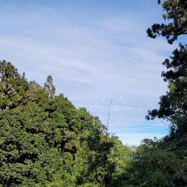 溪頭 