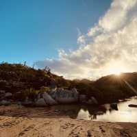 Townsville 隔壁的小島、你一定要去看看野生的無尾熊，就在你面前