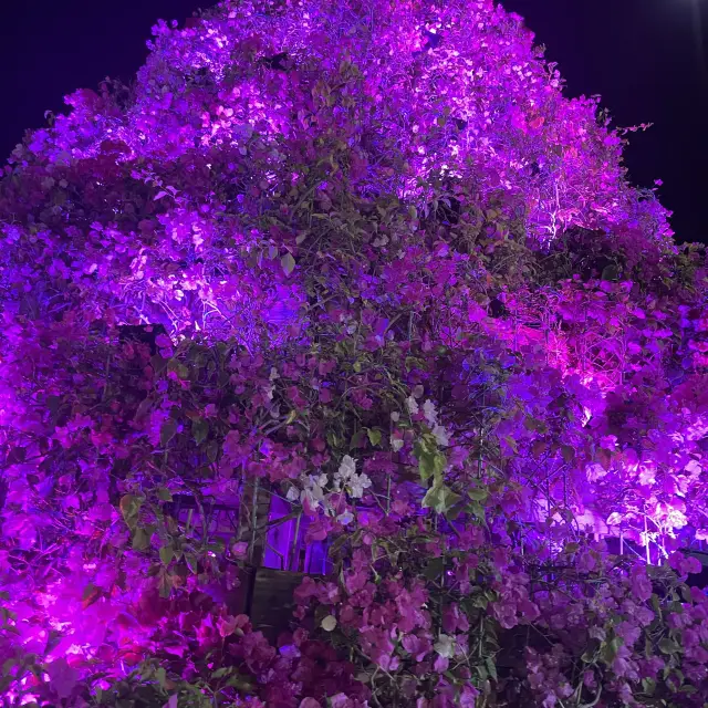 美らヤシパーク沖縄　東南植物園