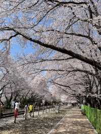 진해 벚꽃 명소:: 경화역🌸🌸🌸
