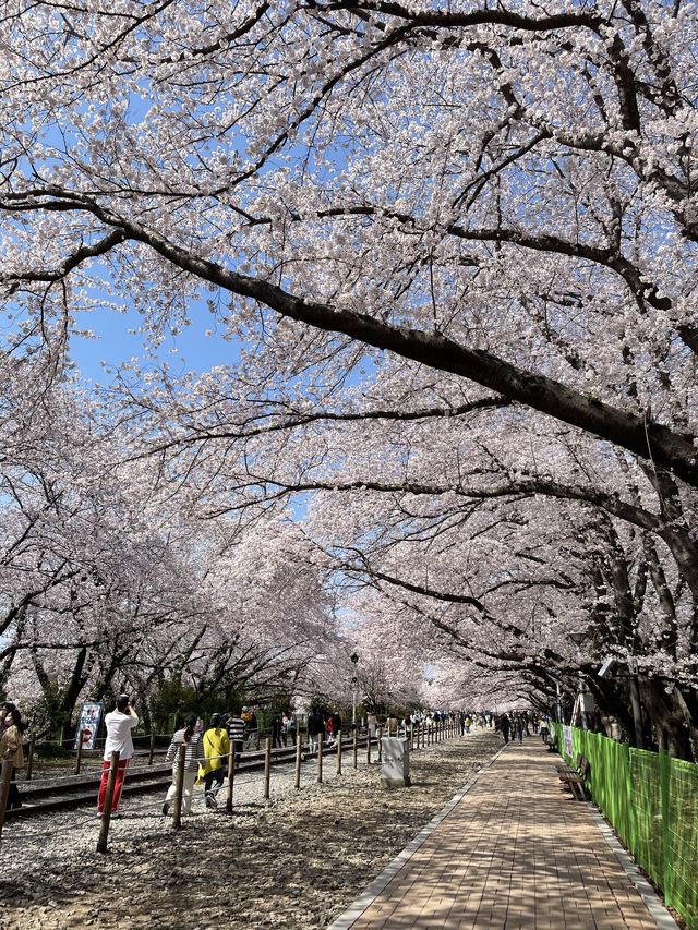 진해 벚꽃 명소:: 경화역🌸🌸🌸