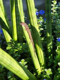 Bok Tower Gardens, Florida's hidden paradise