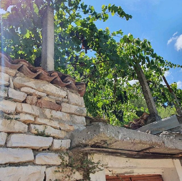 Grapes, flowers, olives and figs in Berat!