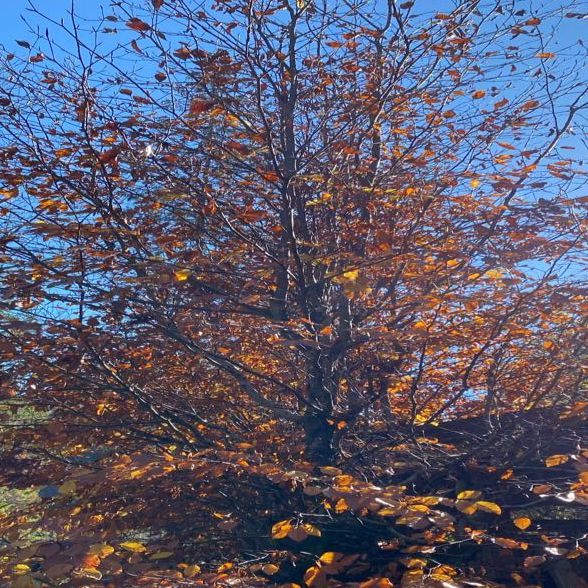 Autumn Hues in Taunus 🥰