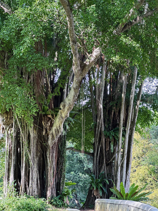 Singapore Dragon's Den | Fort Canning Park • Tree Hole Observatory 🌳 Hidden in the lush greenery