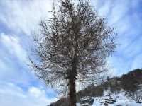 Switzerland kicks off 2023 with snow.