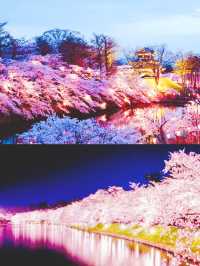 In 2023, continue the cherry blossom fate in Japan with the most comprehensive cherry blossom viewing guide!