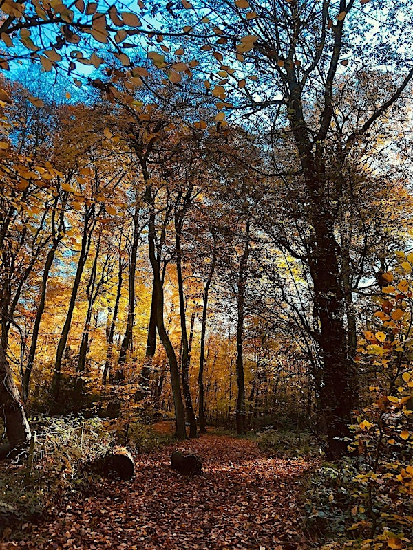 The Wisdom of the Oak: Autumn Meditation & Art Rituals | Checkendon