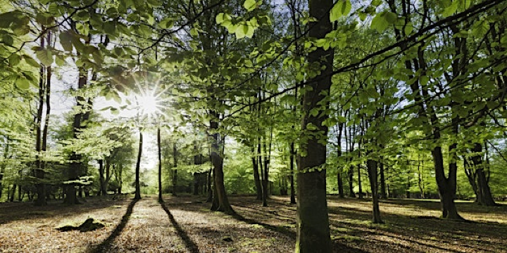 Small Woodland Management | Nower Wood Educational Nature Reserve