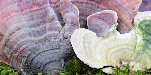 See What Nature Is Saying: A Photography Walk for the Soul | McDowell Grove Forest Preserve