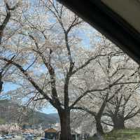 日本 天童公園舞鶴山