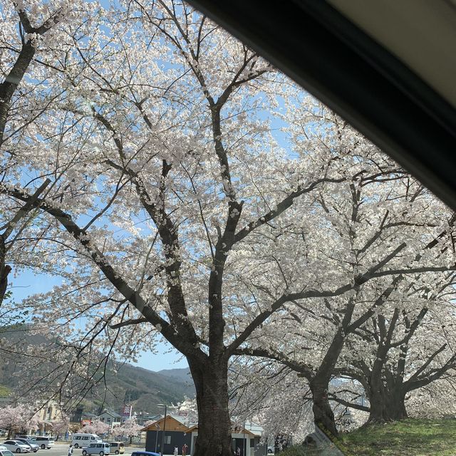日本 天童公園舞鶴山
