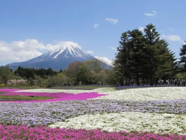 遊日本·富士芝櫻祭