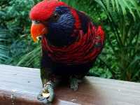 Edward Youde Aviary. 
