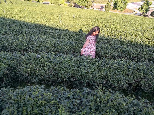 ไร่ชาฉุยฟง เชียงราย 🌱