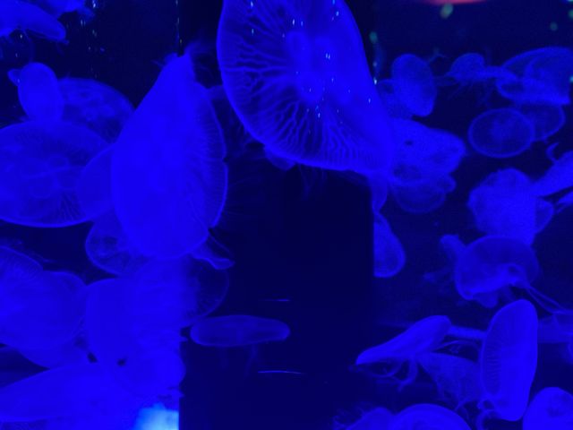 【東京・水族館】アクアパーク品川🐬