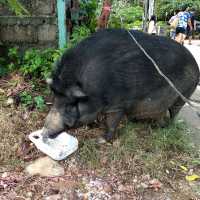 ท่าเทียบเรือบางเบ้า