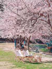 울산 벚꽃 캠프닉은 "선암호수공원" 드림피크닉광장