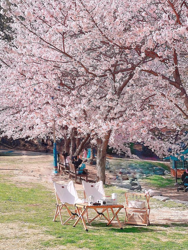 울산 벚꽃 캠프닉은 "선암호수공원" 드림피크닉광장