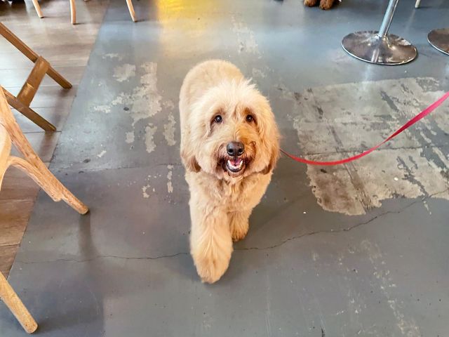 Dog-friendly cafe in the east