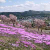 北海道瀧上芝櫻公園