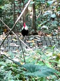 Morning Walk @BukitBatok Nature Park