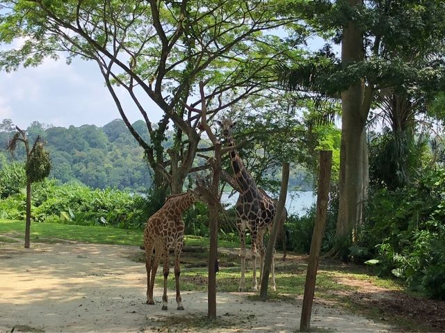 새로운 세계로 모험을 떠나요!! 싱가포르 동물원