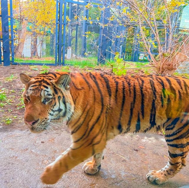 삿포로 마루야마 동물원