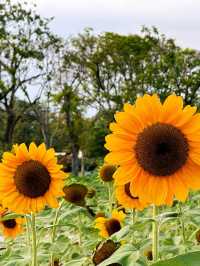 ทุ่งทานตะวันบานกลางกรุง2023 @สวนรถไฟ 🌻🤍🌿
