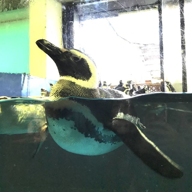 【兵庫】スマスイ！須磨海浜水族園の楽しみ方