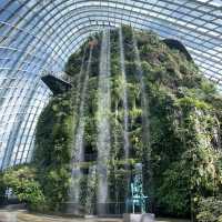Cloud Forest