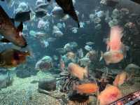 岐阜県•各務原市🐠世界最大級の淡水魚水族館【アクアトト岐阜】