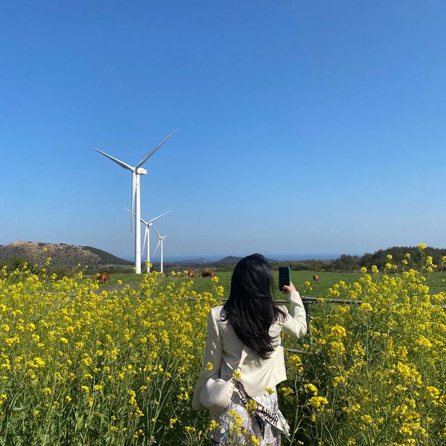 제주도 유채꽃 명소, 거대한 풍차와 유채꽃이 함께 하는🌼