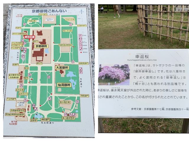 京都　KYOTO SAKURAめぐり❗️京都御苑の車返桜に感動❗️