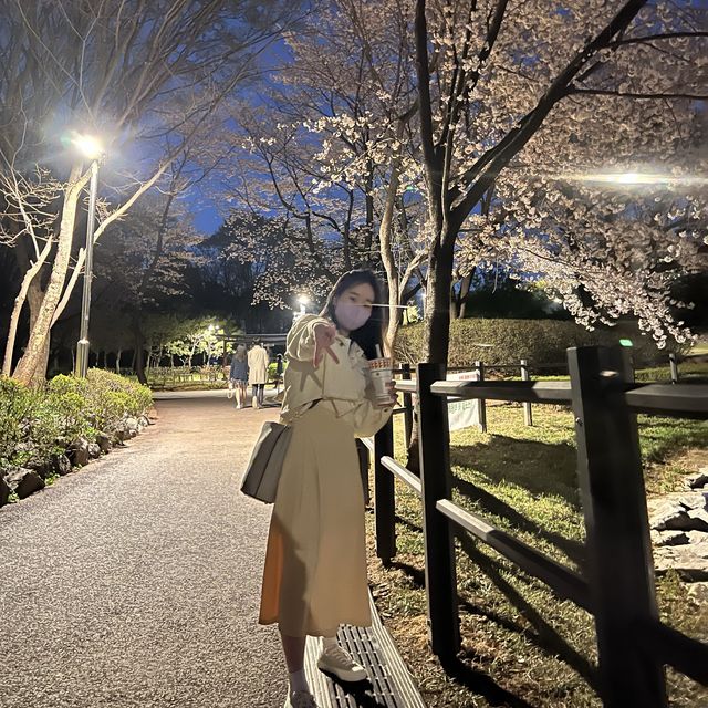밤의 벚꽃🌸 