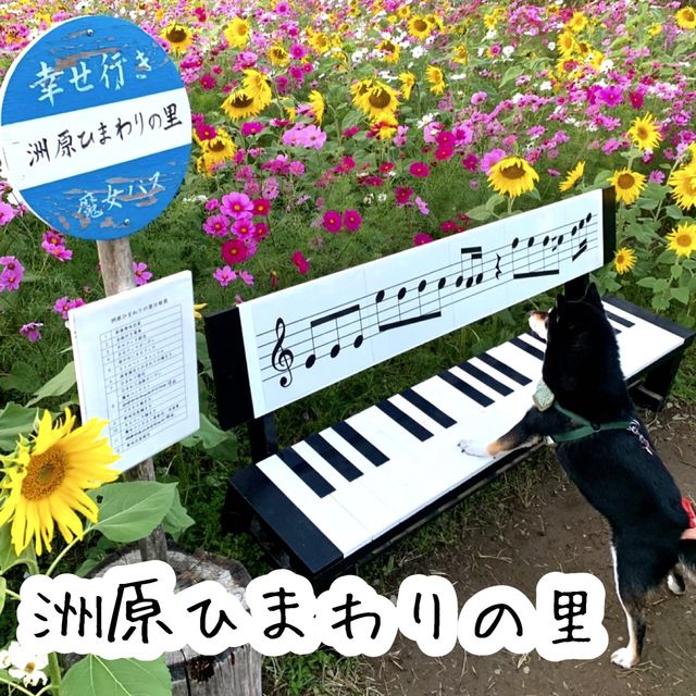 フォトジェニックな花畑　洲原ひまわりの里