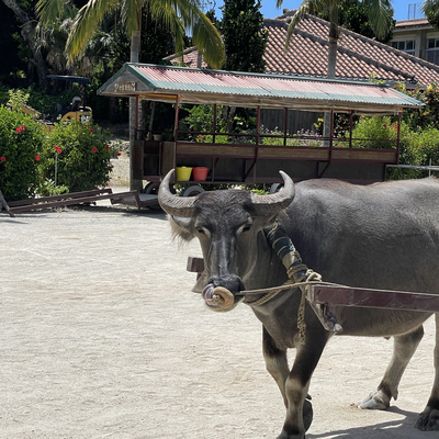 竹富島 水牛車観光 竹富島観光センター Trip Com 八重山郡の旅のブログ