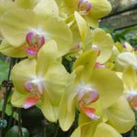 The UNESCO National Orchid Gardens