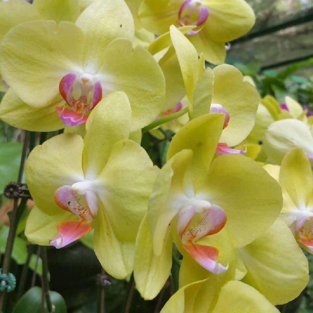 The UNESCO National Orchid Gardens