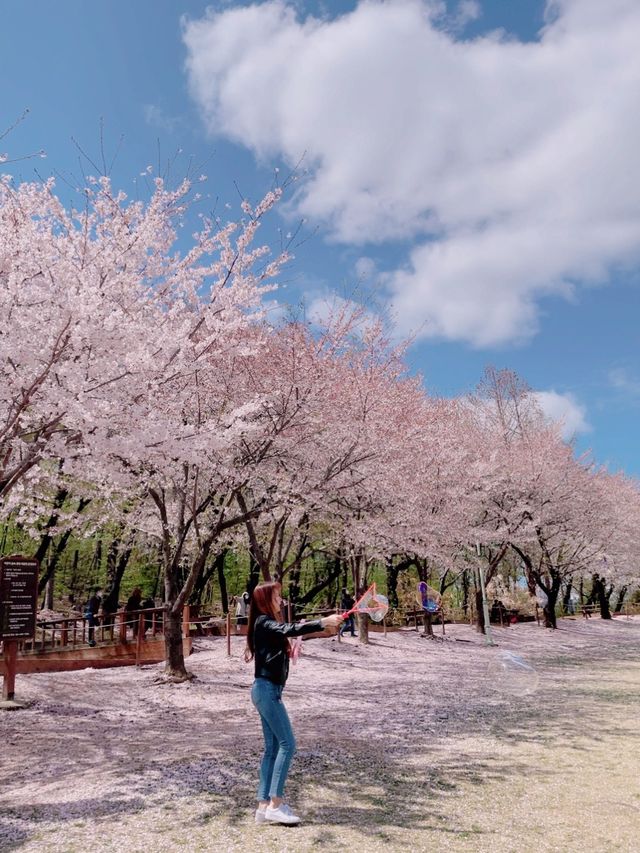 핑크 카펫이 깔리는 서울 벚꽃 맛집🌸
