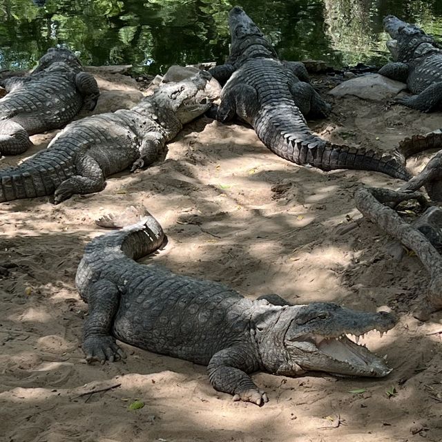 Fun with real crocodiles @ crocodile bank 