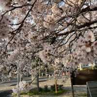 เทศกาลซากุระShimizu Park🌸🌸🌸