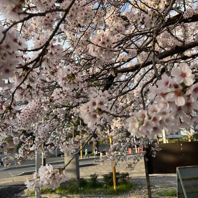 เทศกาลซากุระShimizu Park🌸🌸🌸