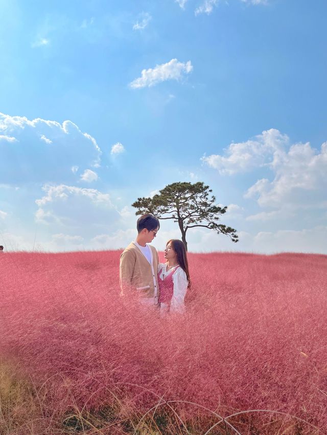 핑크뮬리의 매력 속으로 풍덩 💗